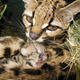 Illustration for article titled BREAKING CUTENESS NEWS: Baby Margay is Cute